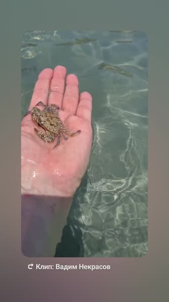 видео из отзыва ID 2688561