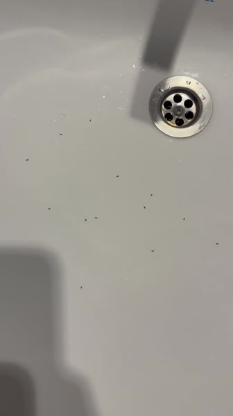 видео из отзыва ID 2688995