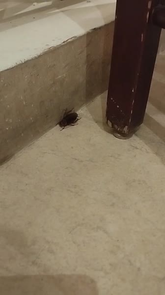 видео из отзыва ID 2690899