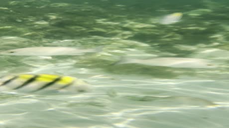 Видео из отеля Memories Caribe Beach Resort 4*