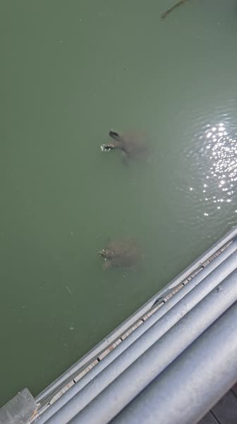 Hotel videos Lavitas 3*