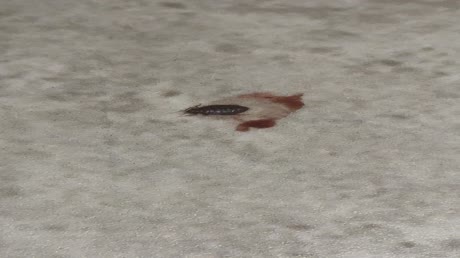 видео из отзыва ID 2695633