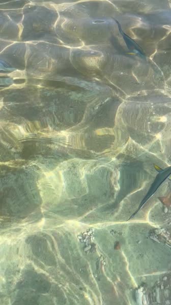 видео из отзыва ID 2696676