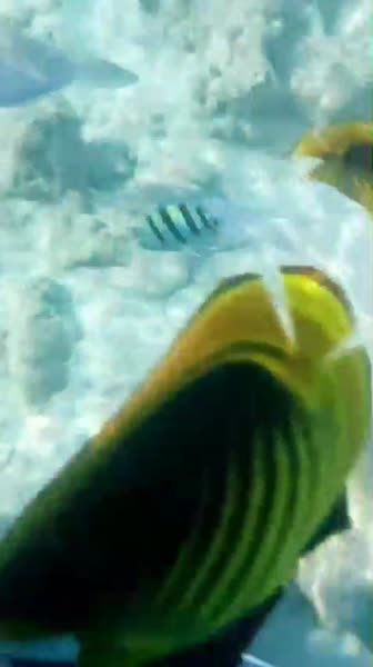 видео из отзыва ID 2698949