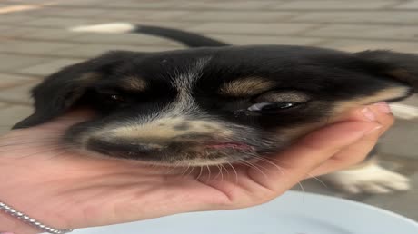 видео из отзыва ID 2700953