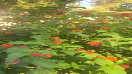 видео из отзыва ID 2701691