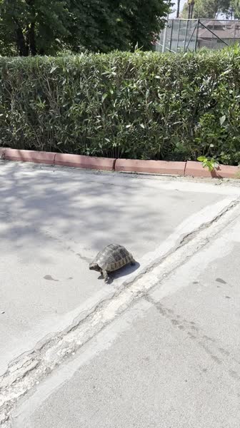 видео из отзыва ID 2701915