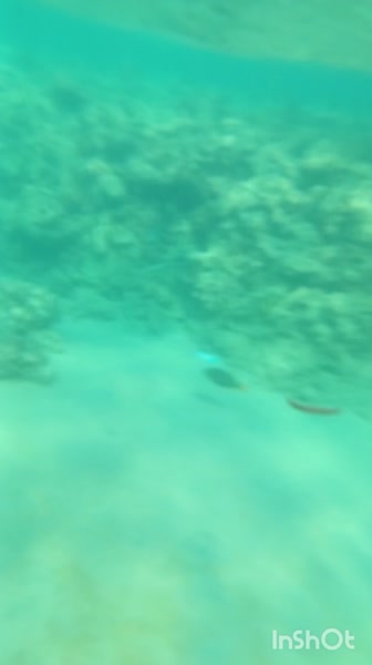 Видео из отеля Jaz Sharm Dreams 5*