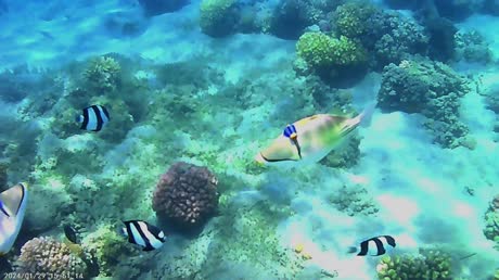 видео из отзыва ID 2701624