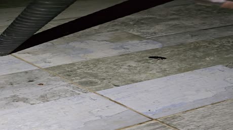 видео из отзыва ID 2706403