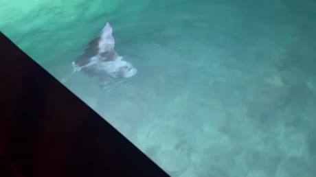 видео из отзыва ID 2706449