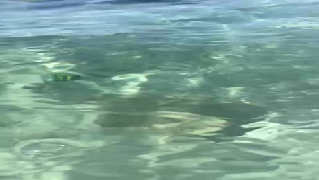 видео из отзыва ID 2707696