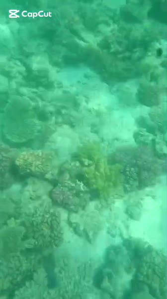 видео из отзыва ID 2710712