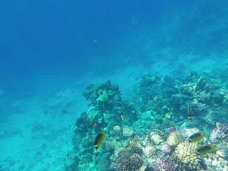 видео из отзыва ID 2711256