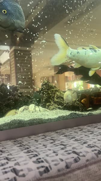 видео из отзыва ID 2711986