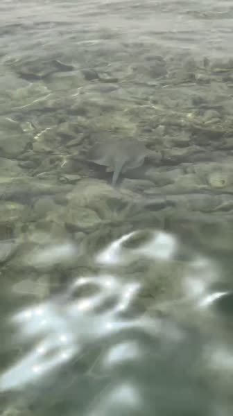 видео из отзыва ID 2685511