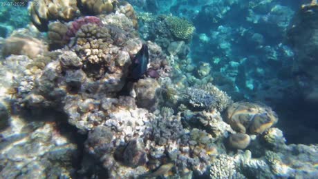 Hotel videos Continental Plaza Beach Resort 5*
