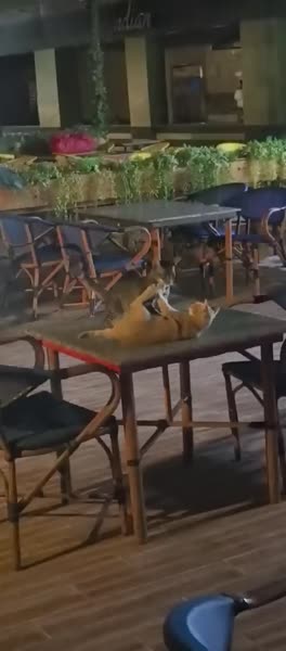 видео из отзыва ID 2713282