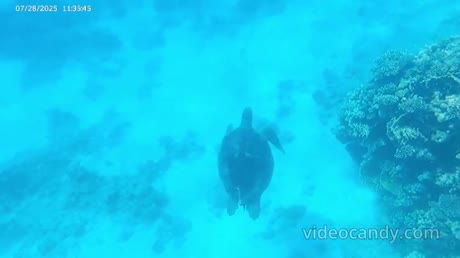 видео из отзыва ID 2709697