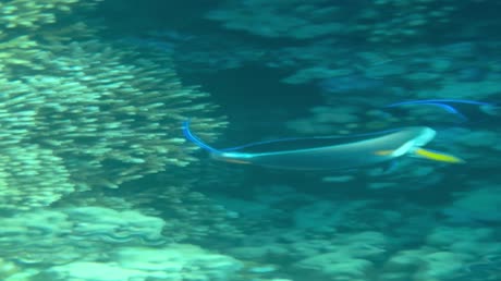 видео из отзыва ID 2715779