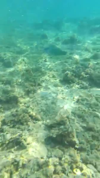 видео из отзыва ID 2715367