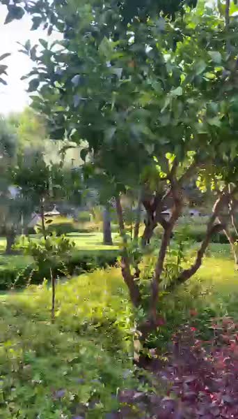 видео из отзыва ID 2718294