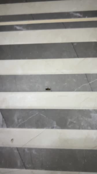 видео из отзыва ID 2720113