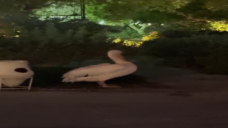видео из отзыва ID 2720349