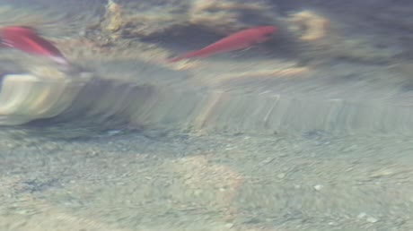 видео из отзыва ID 2721350