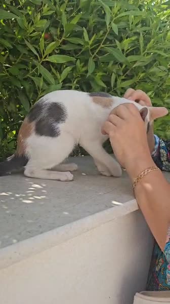 видео из отзыва ID 2722474