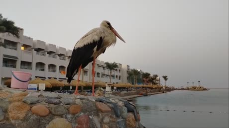 Hotel videos Sunny Days El Palacio Resort 4*
