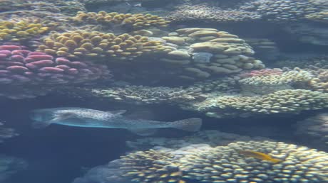 видео из отзыва ID 2725266