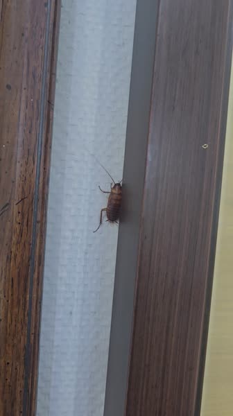 видео из отзыва ID 2726136