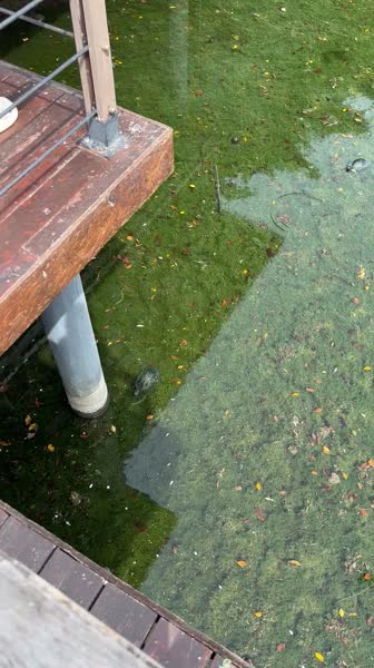 видео из отзыва ID 2727779