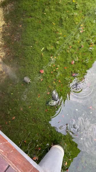 видео из отзыва ID 2727779