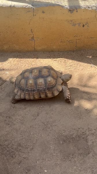 видео из отзыва ID 2728498