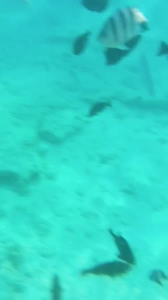видео из отзыва ID 2729601