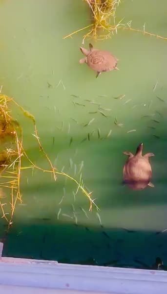 видео из отзыва ID 2731687