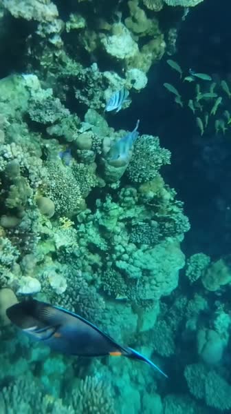 видео из отзыва ID 2732466