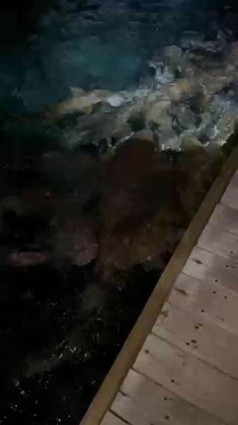 Видео из отеля Fihalhohi Maldives 3*