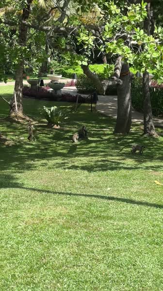 Видео из отеля Anantara Kalutara Resort 5*