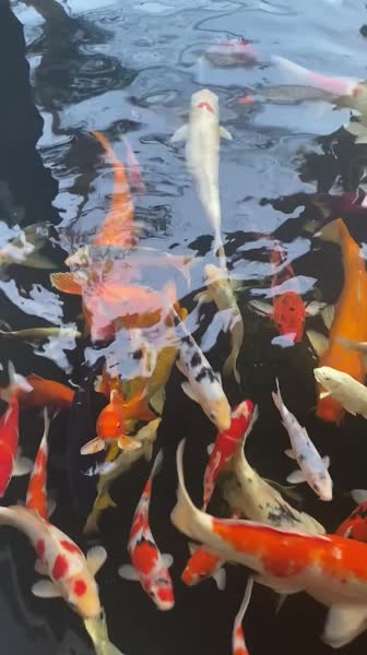 Hotel videos Lantana Pattaya Hotel & Resort 3*