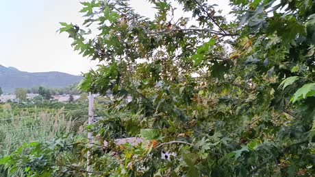 Hotel videos Eldar Garden Resort Hotel 4*