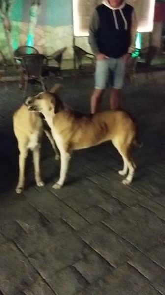 Hotel videos Lucas Didim Resort 4*