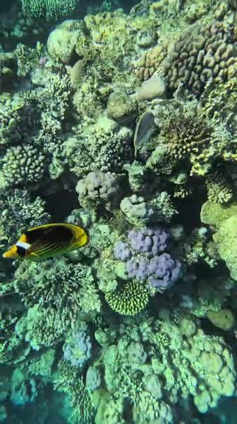 Видео из отеля Grand Oasis Resort 4*