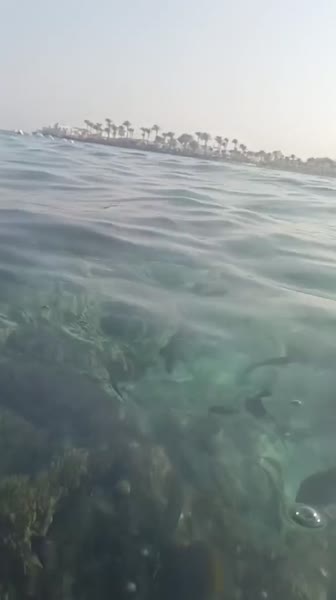 Видео из отеля Eagles Down Town Zahabia Resort 4*