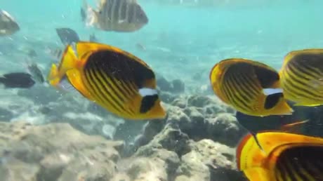 видео из отзыва ID 2739736