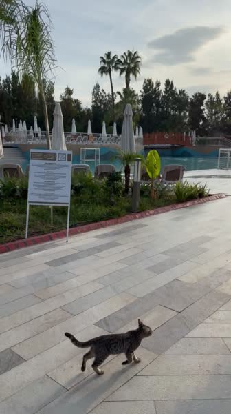 видео из отзыва ID 2739784