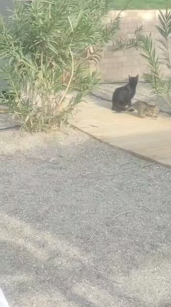 видео из отзыва ID 2741183