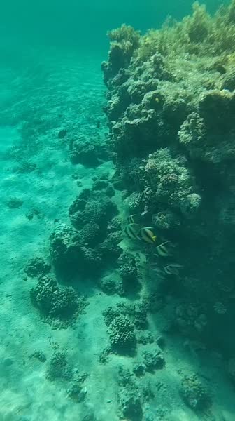 Видео из отеля Faraana Heights 4*